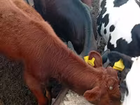 گاو نر, Russian Black pied cattle — عکس 5