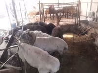 قوچ, گوسفند — عکس 5