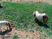 ঘোটকী, Australian Pony — ছবি 2