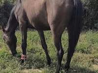 مادیان, Friesian sport horse — عکس 3