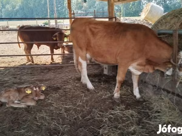 گاو ماده, Simmental cattle