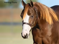 Kobila, Quarter Horse — fotografija 2