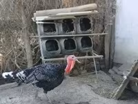 Turkeys — 照片 3