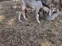 ፍየል, Nubian Goat — ፎቶ 2