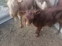 Kambing jantan, Sheep — foto 4