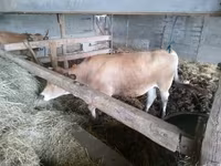 গাভী, Aubrac cattle — ছবি 4