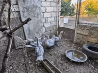 Ducks — photo 2