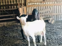Бузғола, Kamori goats — акс 1