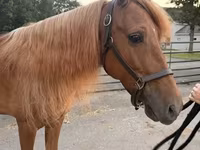 குதிரை, Rocky Mountain Horse — புகைப்படம் 1