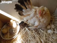 Chickens — รูปภาพ 2