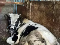 گاو نر, Russian Black pied cattle — عکس 4
