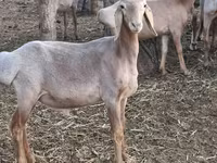 Πρόβατο, Arashan sheep — φωτογραφία 3