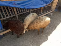 Domba (batch, jenis kelamin tidak disebutkan), Sheep — foto 2