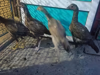 Chickens — 4-сурет