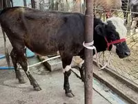 雄牛, Swiss cattle — 写真 3