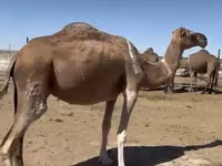 Geel (xirmo, jins lama sheegin), Anafi camel — sawirka 5