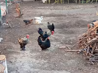 Chickens — zdjęcie 2