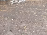 Geese — foto 3