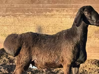 Biri-biri betina, Sheep — foto 1