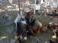 Chickens — फ़ोटो 2