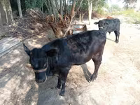 گاو ماده, Simmental cattle — عکس 4