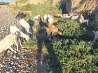 Capra, Capre — foto 3