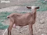 ፍየል, Goats — ፎቶ 2