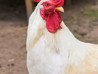 Chickens — Foto 2