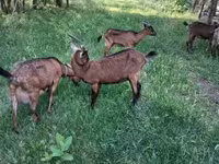 Kozel, Alpine goat — foto 3