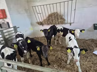 Toro, Russian Black pied cattle — foto 2