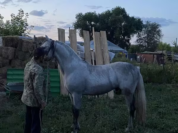اسب نر, Orlov Trotter
