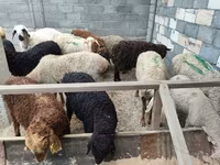 Brebis, Moutons — photo 2