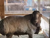 Montone, Pecore — foto 8