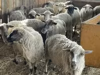 Montone, White Suffolk sheep — foto 3