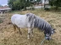 Koń, Konie — zdjęcie 1