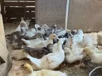 Ducks — foto 2