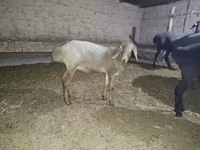 Sheep, Hissar sheep — photo 2