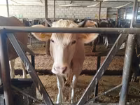 Сиыр, Simmental cattle — 1-сурет