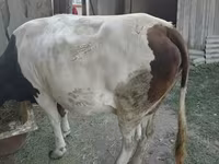Lembu betina, Simmental cattle — foto 1