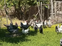 Chickens — foto 4