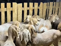میش, Arashan sheep — عکس 2