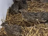 Quails — عکس 4