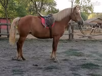 Klisna, Haflinger — foto 4