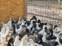 Ducks — ፎቶ 2