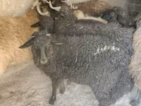 Vædder, Tsigai sheep — foto 3