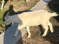Keçi, Saanen goat — foto 2