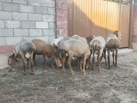 Beran, Arashan sheep — foto 4