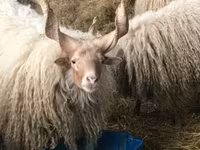 Ovce, Racka sheep — foto 1