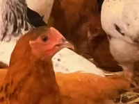 Chickens — foto 1