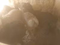 قوچ, گوسفند — عکس 1